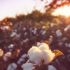 In central India, farmers plan the sowing according to the lunar calendar. The biodynamic certification Remei is now pursuing makes this knowledge formally visible: the timing, the soil care, the relationship between the crop and the conditions it grows in. | Photo: magnific.com