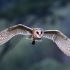 The Kering owl in flight: A calculated, industrial trajectory defining the ReconKering turnaround. A silent, calculated trajectory meeting a shifting luxury landscape. | Photo: magnific.com