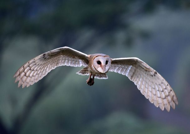 The Kering owl in flight: A calculated, industrial trajectory defining the ReconKering turnaround. A silent, calculated trajectory meeting a shifting luxury landscape. | Photo: magnific.com