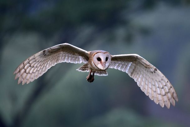 The Kering owl in flight: A calculated, industrial trajectory defining the ReconKering turnaround. A silent, calculated trajectory meeting a shifting luxury landscape. | Photo: magnific.com