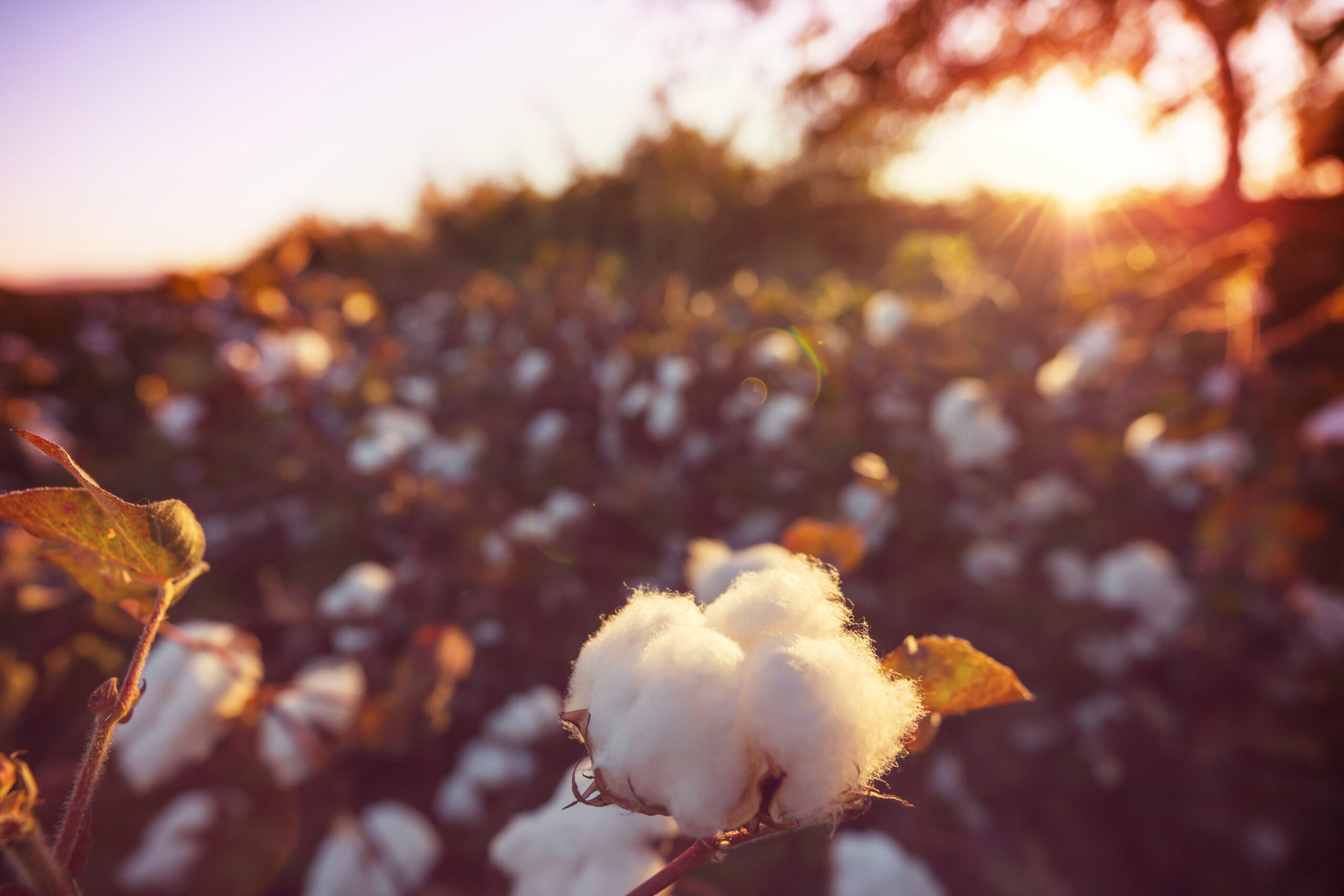 In central India, farmers plan the sowing according to the lunar calendar. The biodynamic certification Remei is now pursuing makes this knowledge formally visible: the timing, the soil care, the relationship between the crop and the conditions it grows in. | Photo: magnific.com