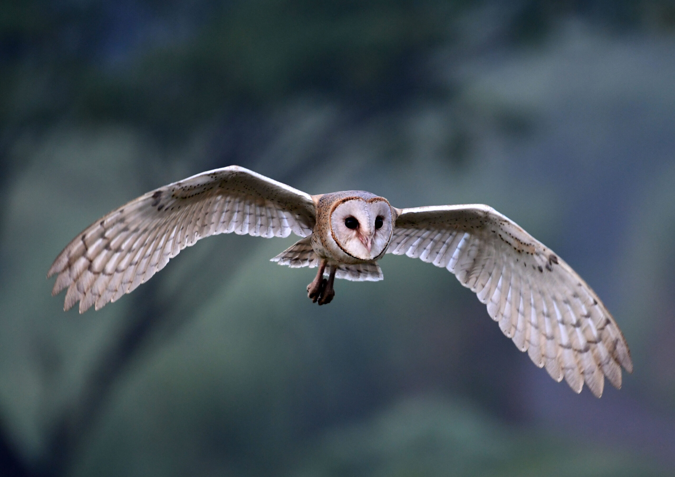 The Kering owl in flight: A calculated, industrial trajectory defining the ReconKering turnaround. A silent, calculated trajectory meeting a shifting luxury landscape. | Photo: magnific.com