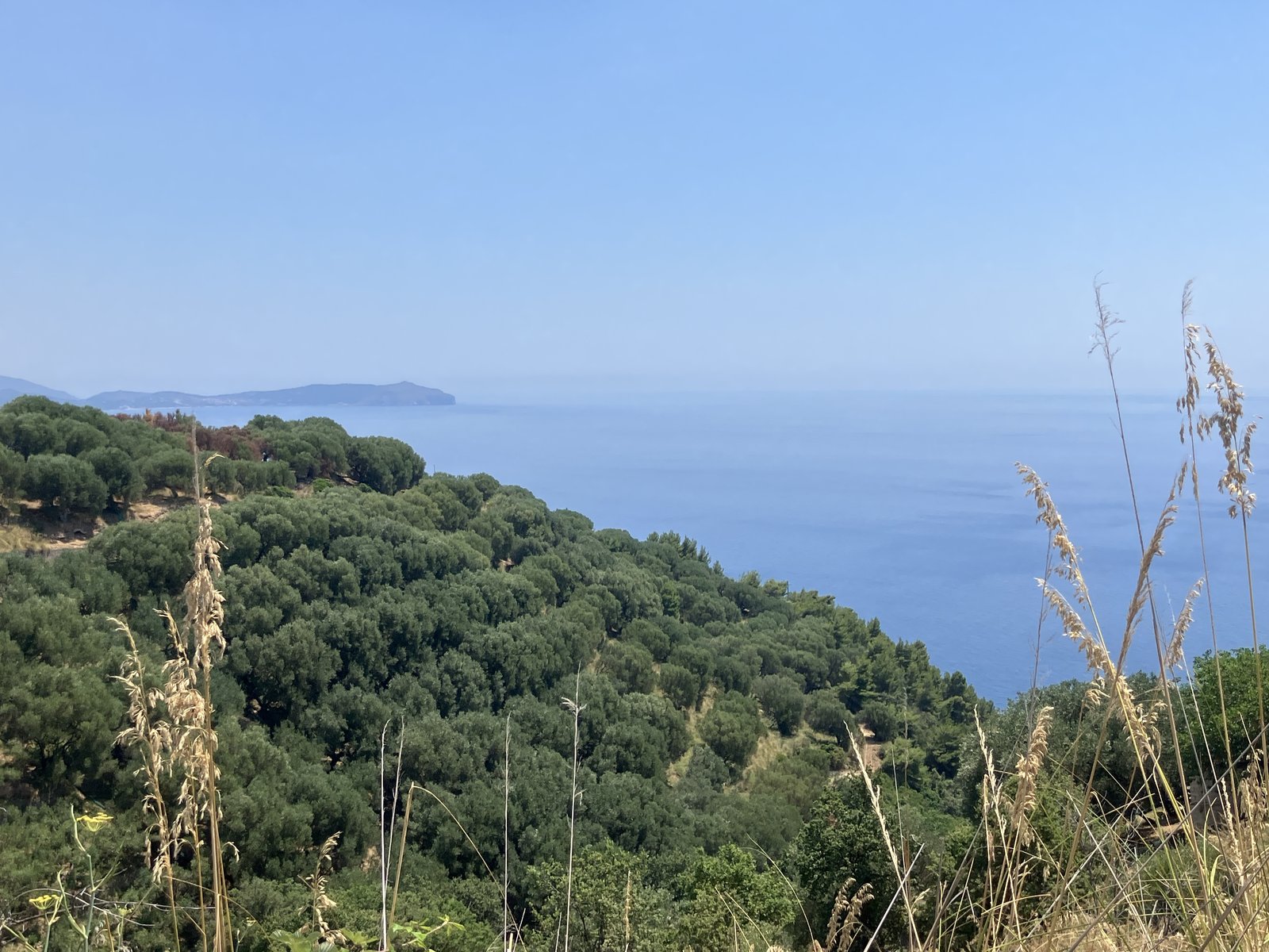 Olive groves on a wooded slope above the sea on the Cilento coast near Velia.