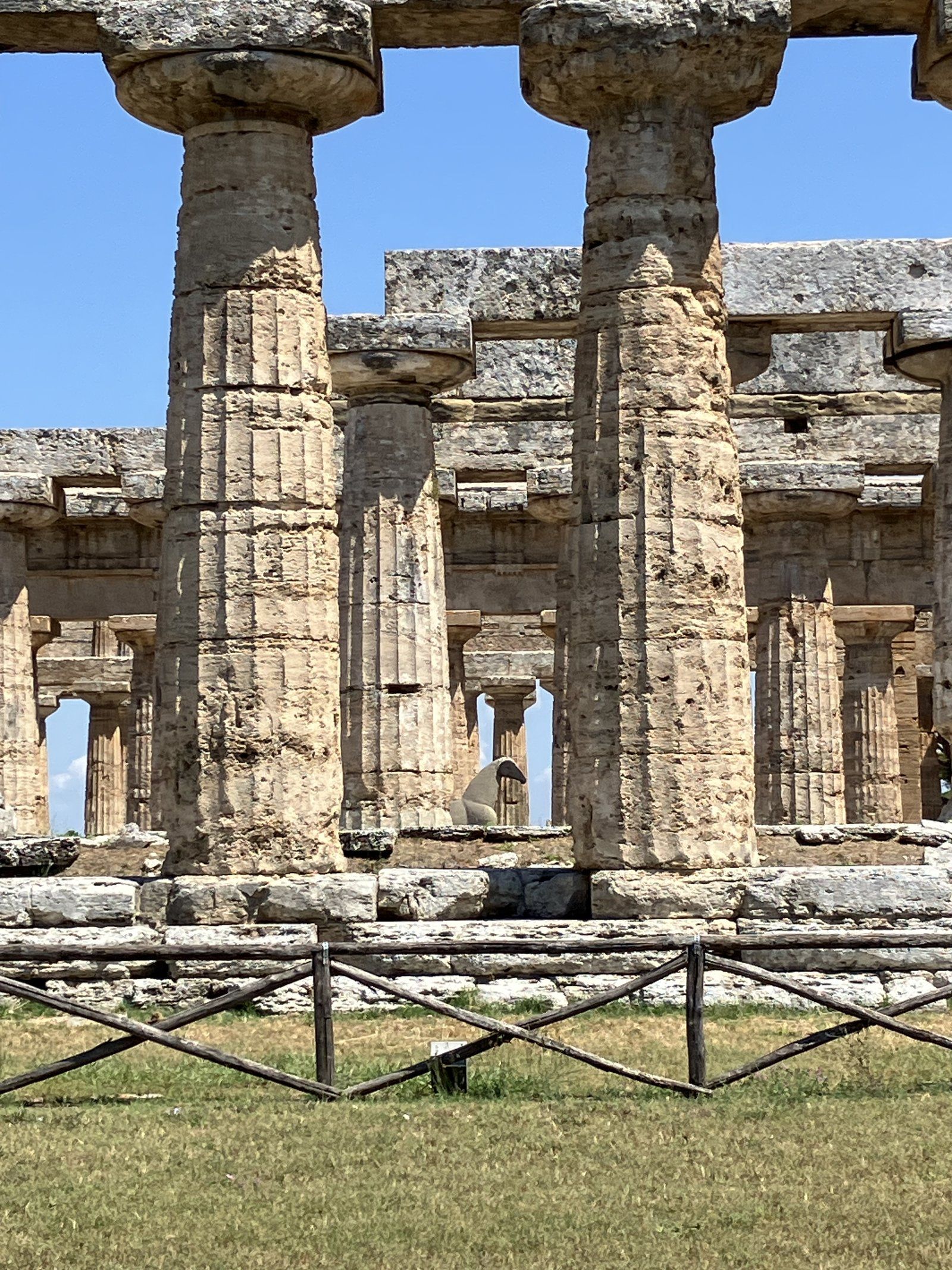 The Doric columns of a temple at Paestum, the ancient Greek city of Poseidonia in the Cilento.