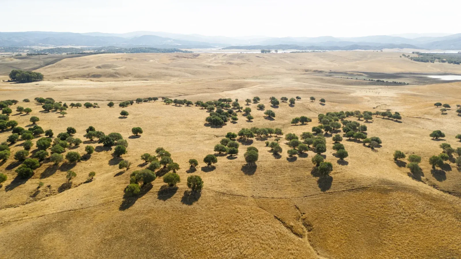 Water decided the 2026 season. Austrian must came in at 9.0 grams of acid against 13.7 a year earlier, Burgundy reports 40 percent less fruit, and the olive harvest still waits on autumn rain. | Photo: magnific.com