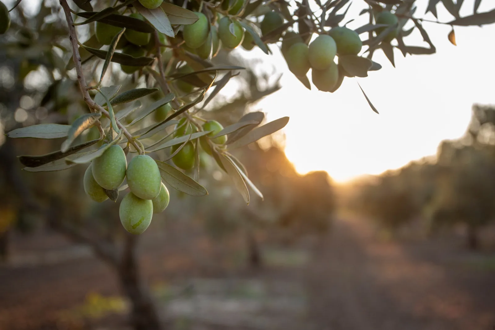 Green olives on a branch in an olive grove at sunset, as Spain expects 23 per cent more olive oil in 2026/27.