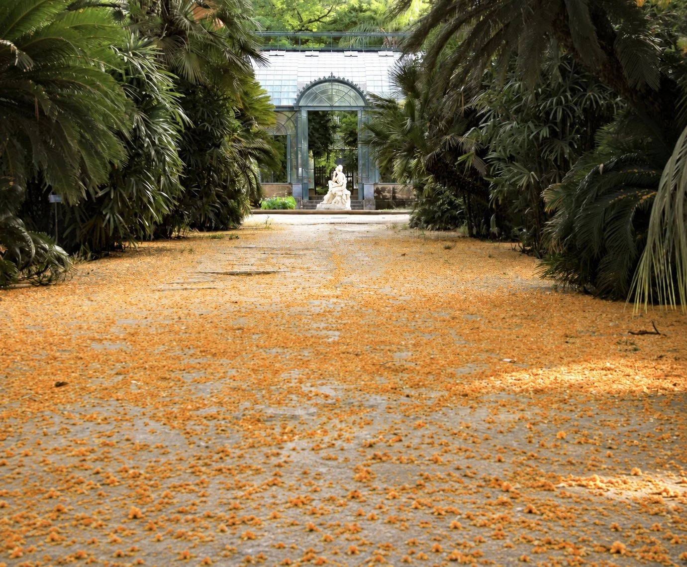 An avenue in the Orto Botanico di Palermo covered in fallen blossom, with the glasshouse at its end