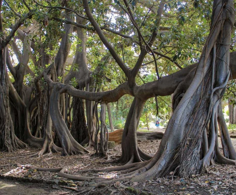 The aerial roots of the Ficus macrophylla in the Orto Botanico di Palermo