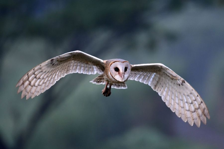 The Kering owl in flight: A calculated, industrial trajectory defining the ReconKering turnaround. A silent, calculated trajectory meeting a shifting luxury landscape. | Photo: magnific.com