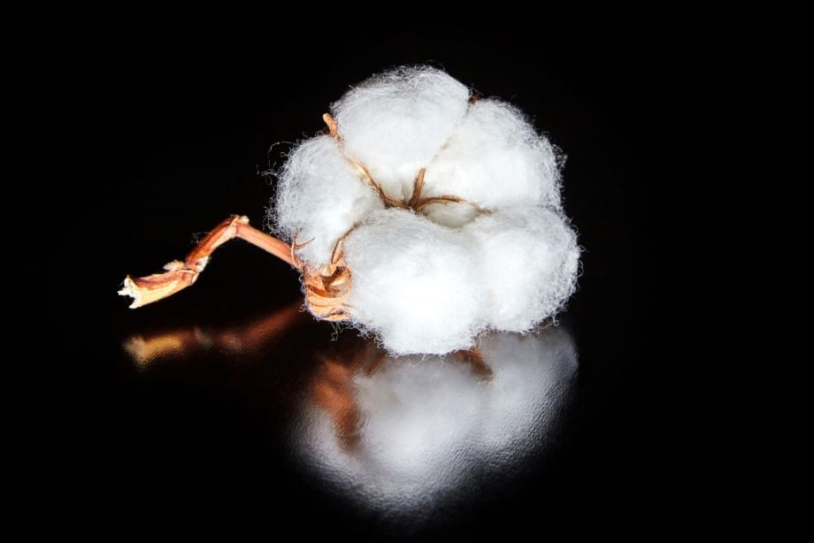 Cotton accounts for around 19 percent of global fibre production. In luxury, the question is not volume but origin, cultivation method and skin contact. | Photo: magnific.com