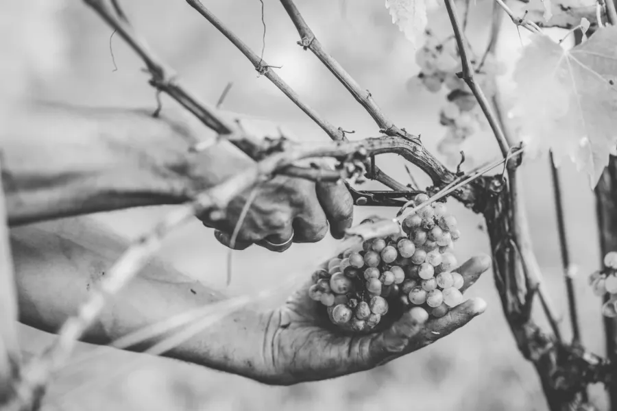 The small, thick-skinned berries of 2026, less juice and deeper concentration after a summer of drought across Europe's vineyards. | Photo: magnific.com